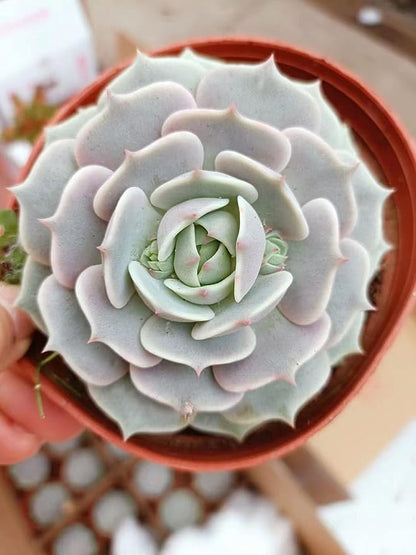 Sprout N Green 2in Echeveria Lola, 1 Pack Live Mini Succulent Plant Fully Rooted in Pot, Real House Plant for Indoor Outdoor Home Office Wedding Decoration DIY Projects Party Favor
