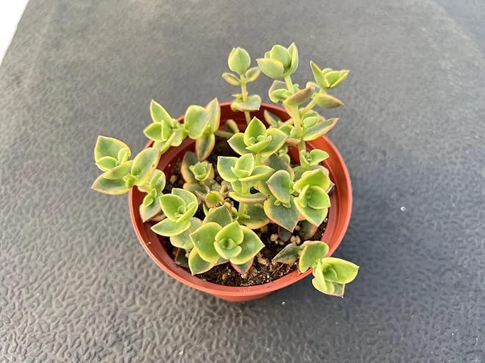 Sprout N Green Crassula pellucida SSP marginalis f rubra, 4in Live Succulent Fully Rooted with Soil Mix, Rare House Plant for Home Holiday Wedding Garden Decor, DIY Projects, Party Favor