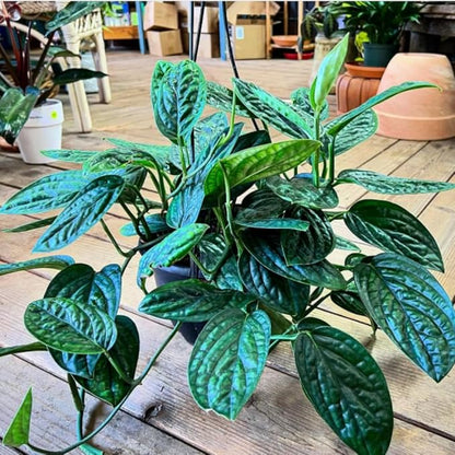 2 Rare Philodendron Live Plants Varieties Collection, Philodendrons Plants Size 5-9 Inc for Indoor Houseplant Décor, Ornamental Tropical Well-Rooted (Monstera Dark Green)