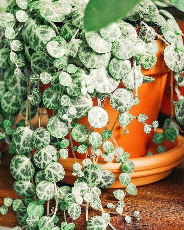String of Pearls Plant Live 4 Inch Pot, Rare Succulents Plants in Hanging Baskets, Trailing Succulent Houseplant for Home Office (String of Turtles)