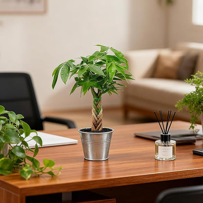 Live Plants Money Tree in 4" Matte Metal Pot, Easy to Grow Houseplant, Indoor Bonsai, Home Office Decor, Birthday Housewarming Gift