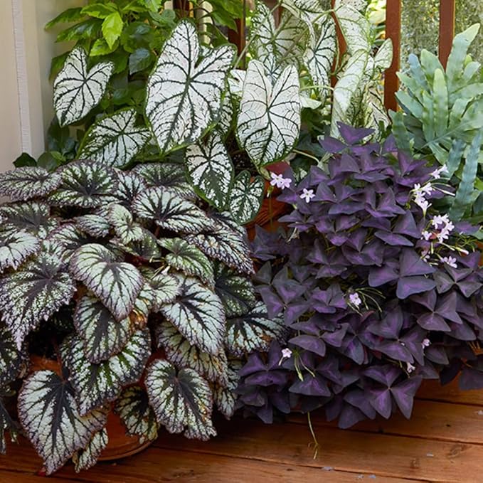 Begonia Plants Live, Rare Begonias Indoor Growing, Hanging Basket, Starter 5 to 9 Inc Tall (Summer)