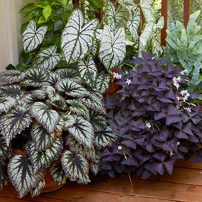 Begonia Plants Live, Rare Begonias Indoor Growing, Hanging Basket, Starter 5 to 9 Inc Tall (Summer)