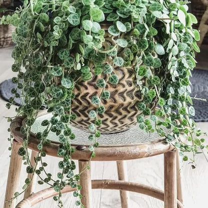String of Turtles Plant Live, Rare Succulent Trailing Vine in Pot, Indoor Houseplant