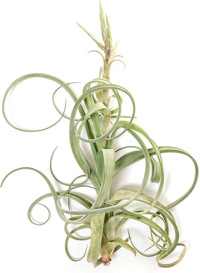 Air Plant Shop 3 Pack Tillandsia Curly Slim (T. Intermedia x T. Streptophylla) Air Plant - Succulents - Live Tillandsia - Easy Care Indoor and Outdoor House Plants