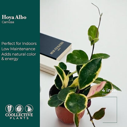 Hoya Albo Carnosa, Live Plant in a 4 Inch Growers Pot, Live Indoor, Easy to Grow, Easy to Care, and Low Maintenance Houseplant