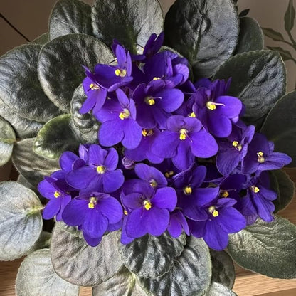 African Violets Live Plants, 4 Inches Pot, African Violet Plant, Easy Care Houseplant for Home and Office Decoration, Random Color