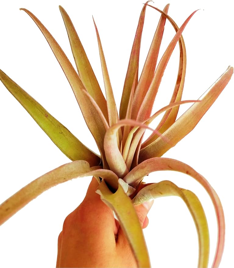 Rainforest Grown Extra Large Capitata Peach Air Plant - Live Tillandsia - 5 to 10 inches - 30 Day Guarantee
