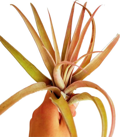 Rainforest Grown Extra Large Capitata Peach Air Plant - Live Tillandsia - 5 to 10 inches - 30 Day Guarantee