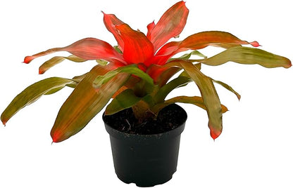 ragnaroc Live Plants – Bromeliad Neoregelia Tangerine, 8-12" in 6" Pot - 1ct - Live Arrival Guaranteed - House Plants for Home Decor & Gift