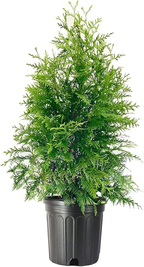 Thuja Green Giant Arborvitae Live Plant in a #3Pot