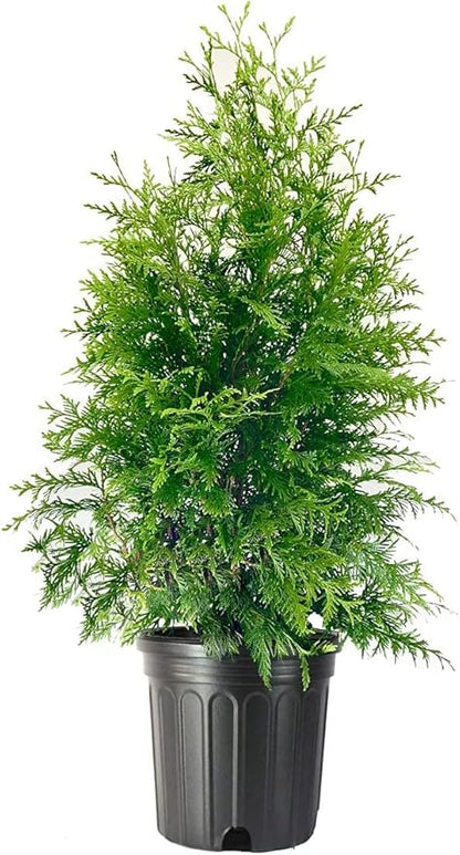 Thuja Green Giant Arborvitae Live Plant in a #3Pot