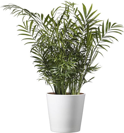 American Plant Exchange Parlor Palm – Live 6-Inch Potted Houseplant with Pot Cover, Easy-Care Air-Purifying Indoor Palm, Low-Light Tropical Plant for Home, Office, Bedroom & Indoor Décor