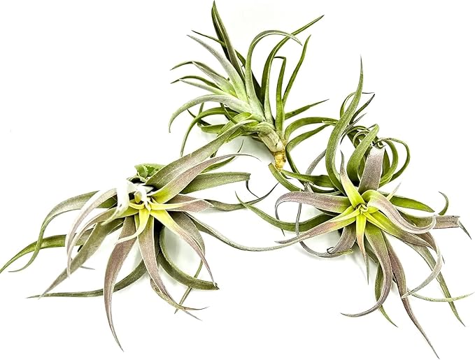 ragnaroc Air Plants - Tillandsia Cacticola, Jumbo 6-9" - 5ct - Live Arrival Guaranteed - House Plants for Home Decor & Gift