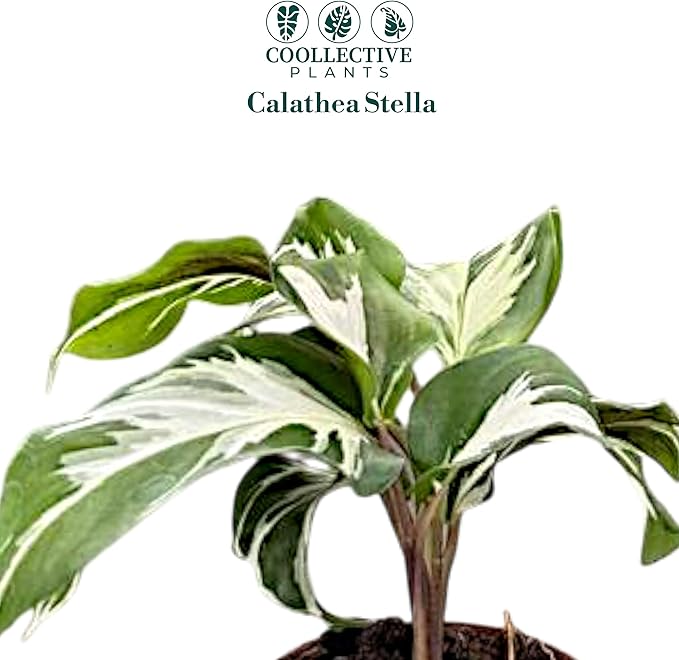 Calathea Stella | Live Plant in Growers Pot, Live Indoor, Easy to Grow, Easy to Care, and Low Maintenance Houseplant by Coollectiveplants (2" Pot)