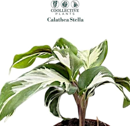 Calathea Stella | Live Plant in Growers Pot, Live Indoor, Easy to Grow, Easy to Care, and Low Maintenance Houseplant by Coollectiveplants (2" Pot)