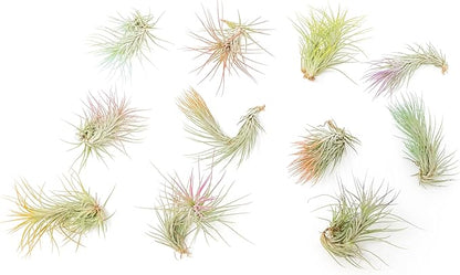 Red Colorful Tillandsia Air Plants - Long Lasting Color Enhanced Live Tillandsia Succulent House Plants - Home and Garden Decor - Easy Care Indoor/Outdoor Plants (Funckiana, Single)