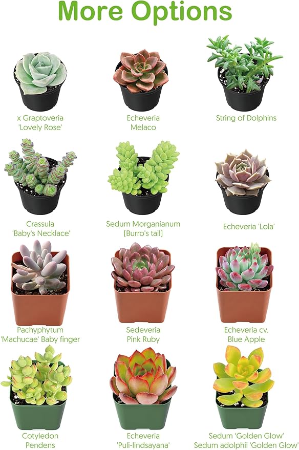 Live Succulent Echeveria 'Mexican pulidonis', Approx 2-inch Large, Potted Succulents, Fully Rooted, Easy Care House Plants