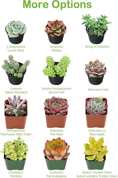 Live Succulent Donkey Tails, Approx 2-inch Large, Potted Succulents, Fully Rooted, Easy Care House Plants