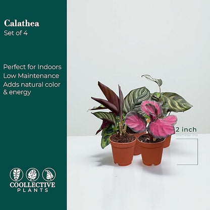 CoollectivePlants Calathea Plant Live Collection – Set of 4 Live Calathea Varieties in Grower’s Pots, Live Indoor Houseplants, Includes UniHeat Pack for Winter Protection