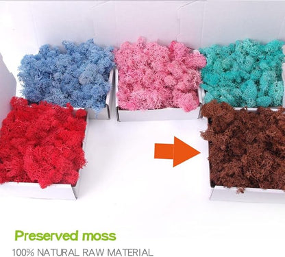 Preserved Moss 3.5 OZ Moss for Crafts Faux Moss Decor Natural Moss for Art Wall Florist Decor(Brown 3.5 OZ)
