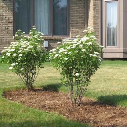 Rare Viburnum Tree Live Plant Shrub in Pot, Fragrant Flower, Dormant in Winter, 6-12" in Tall, Bare Root to CA, Bush Shrub Spring Blooms