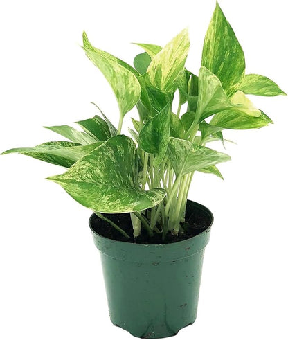 Live Pothos Plants - Epipremnum aureus Golden Pothos and ‘Marble Queen Pothos’ Bundle - ragnaroc Tropical Plant 5-8” Tall - 2ct Live Arrival Guaranteed - House Plants for Home Decor & Gift