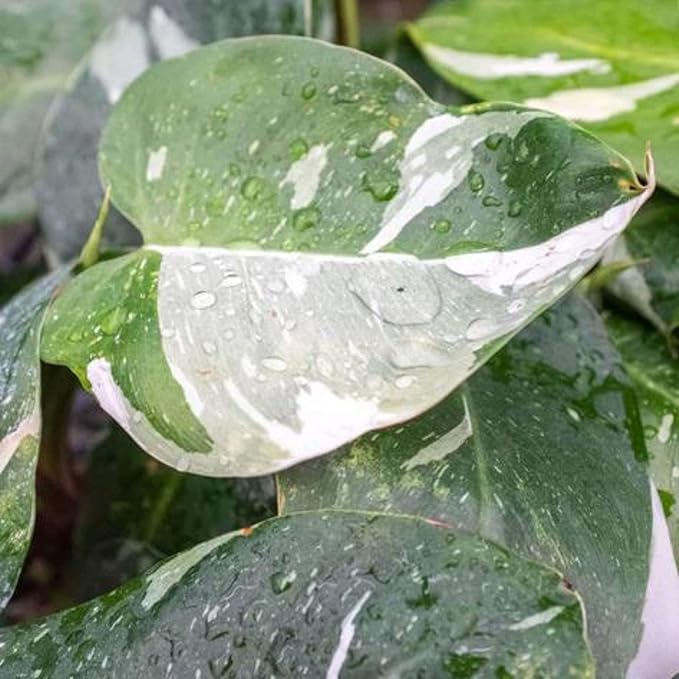 Philodendron White Princess Live Plant for Indoor | Different Houseplants in 4'' & 6'' Pot | Real House Plant for Living Room, Office, Desk & Bathroom | erubescens White Princess