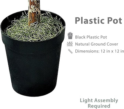 8ft Artificial Ficus Tree in Black Plastic Pot - Real Wood Trunk, Preassembled, No Maintenance Indoor Faux Plant - Living Room, Home & Office Decor