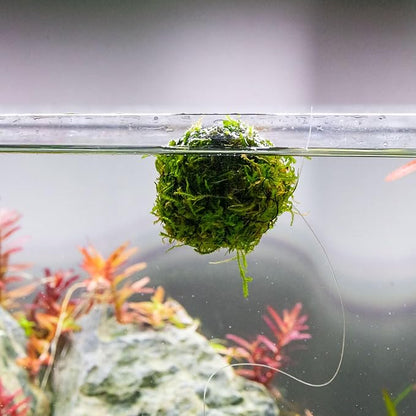 SubstrateSource Live Planted Decor - Christmas Moss Ball - Deep Green Freshwater Aquatic Plant, Low Light Aquarium Hardscape Accent for Aquascaping, Moderate Growth Rate - 1 Pack