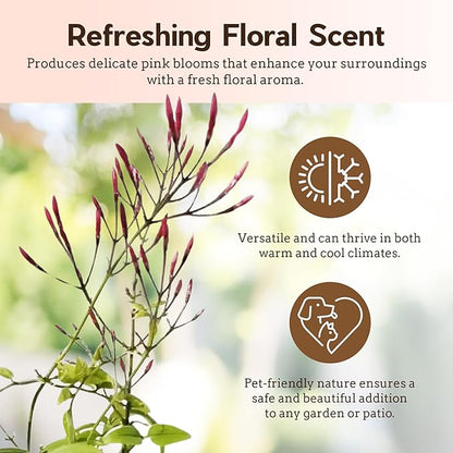 Generic Mini Pink Jasmine Vine, Fragrant and Live Houseplant, 2 Inch Pot, Jasminum Polyanthum (1) Just pruned