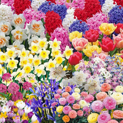 Flowers Bulbs for Fall Planting, Perennial Flower Bulbs, Early Spring Flower to Plant Outside, Colorful Blooms Groundcover Bulbs, Top Size (Multicolor)