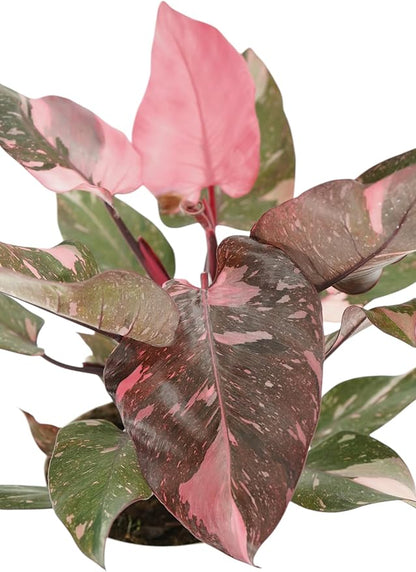 Philodendron Princess Package - Two Live Plants - Indoor Houseplants - Philodendron Pink Princess, White Princess, Elegant Plants Live Houseplants