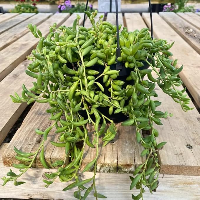 String of Banana Live Plants, Easy Indoor Trailing Succulent in 4" Pot, Hanging Succulent Houseplant Indoor Outdoor Planting