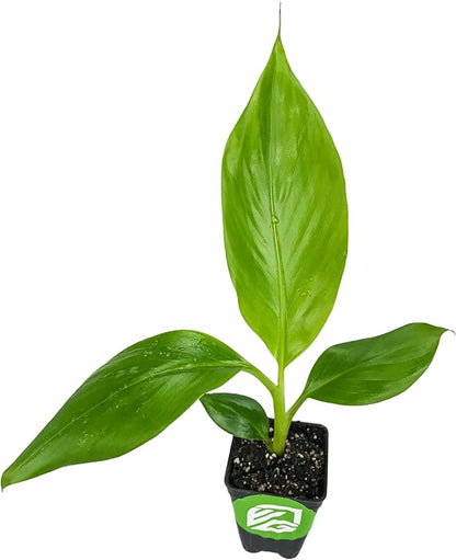 Sweet Heart Banana Live Plant - Musa - Wellspring Gardens Starter Plant - Easy to Grow Starter Plants Great for Nature Lovers & Gardeners - Outdoor Planting in Home, Garden, Patio & Yard