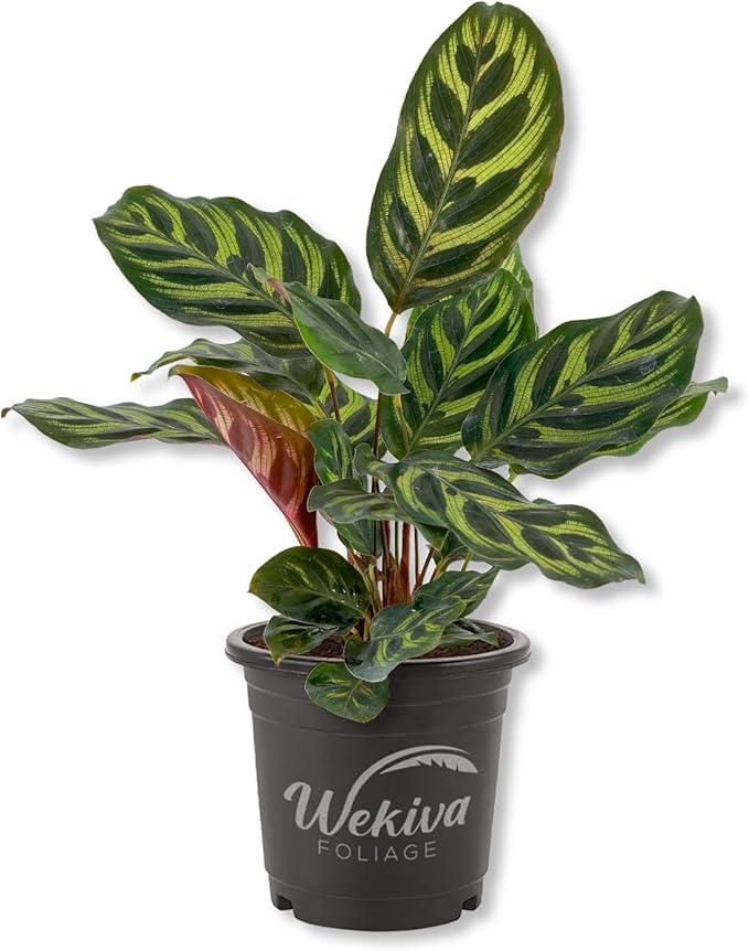 Peacock Plant - 3 Live Plants in 4 Inch Pots - Calathea Makoyana- Beautiful Easy to Grow Air Purifying Indoor Plant