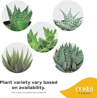 Costa Farms, Succulents, Fully Rooted, Live Indoor Plant, 2.5-Inch Haworthia, in Grower's Pot, 4-Pack