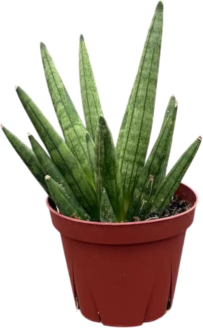 CoollectivePlants Sansevieria Hedgehog – Live Snake Plant in 4" Growers Pot - Compact Spiky Foliage, Easy Care Indoor Houseplant