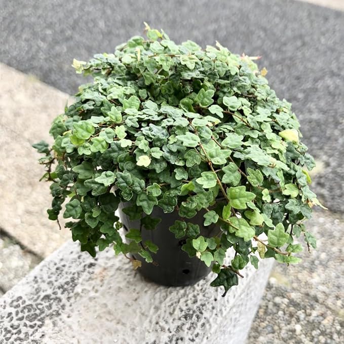 String of Frog Live Plants, Easy Indoor Trailing Succulent in 4" Pot, Hanging Succulent Houseplant Indoor Outdoor Planting