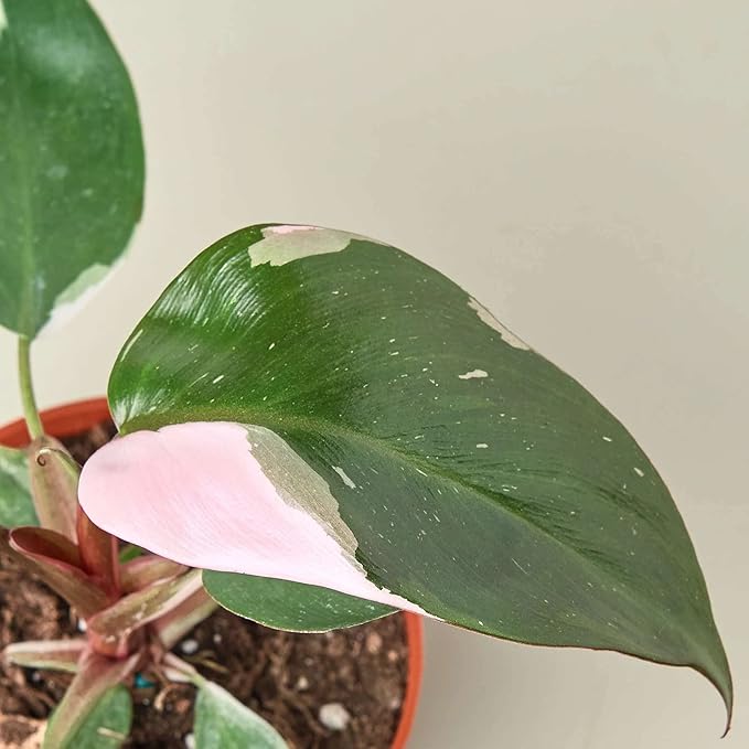 Philodendron Pink Princess Live Plant for Indoor | Different Houseplants in 4'' & 6'' Pot | Real House Plant for Living Room, Office, Desk & Bathroom | Erubescens