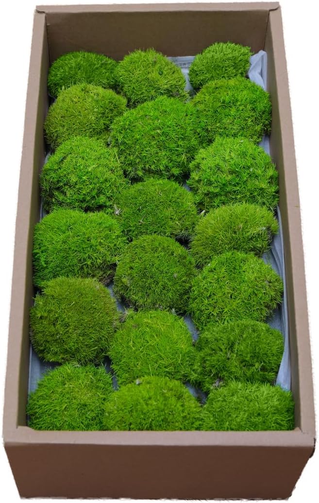 Preserved Moss for DIY Crafts - 1.5 sq.ft Natural Dried Moss for Terrarium, Fairy Garden, Home Decor, Wall Art, Floral Arrangements - Flexible Real for Creative Projects, Light Green