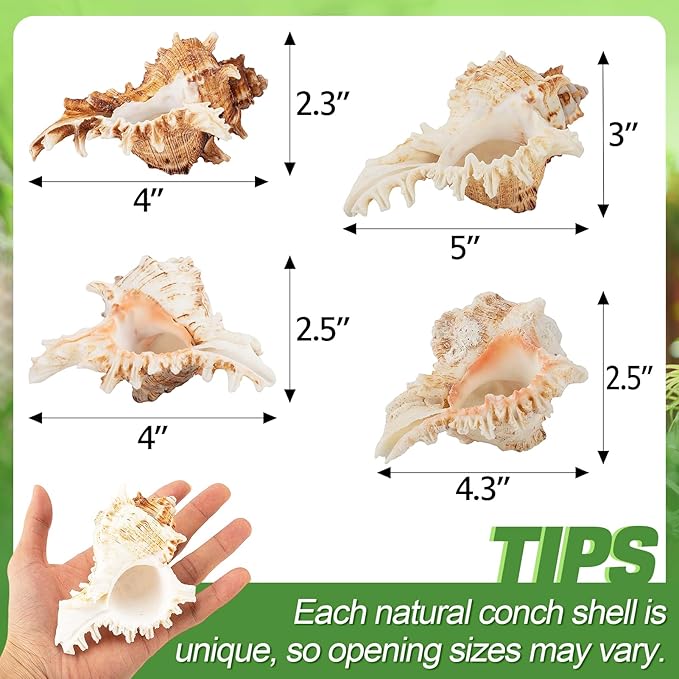 ANPHSIN 4 Pack Conch Sea Shell Air Plant Holders- 4-5 inches Natural Airplant Pot, Decorative Tillandsia Succulent Display Container for Gardening Housewarming Gifts Home Table Decors, No Plants
