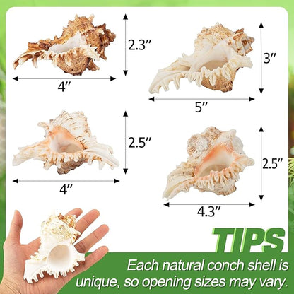 ANPHSIN 4 Pack Conch Sea Shell Air Plant Holders- 4-5 inches Natural Airplant Pot, Decorative Tillandsia Succulent Display Container for Gardening Housewarming Gifts Home Table Decors, No Plants