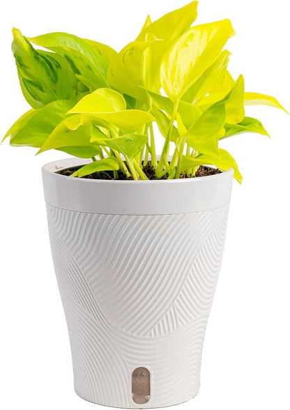 Costa Farms Champs Elysses Pothos Live Plant in Self Watering Pot, Indoor Houseplant, Trailing Vining, Perfect for Home, Room, or Office Decor, Great House Warming or Birthday Gift, 12-14 Inches Tall