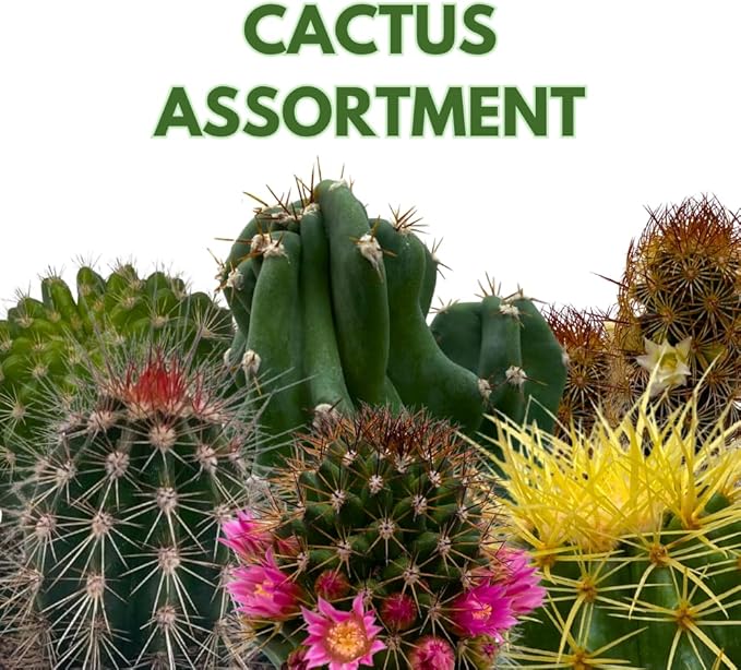 BubbleBlooms Cactus Assortment 6 inch Pots Set of 3