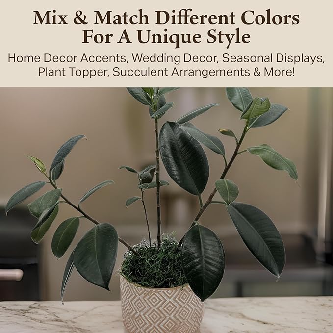 Preserved Spanish Moss - Premium Decorative Moss for Crafts, Home Décor, Art, Design & DIY Projects - Real Moss - Non-Toxic, USA-Made (Forest Green, Small, 2-Pack)