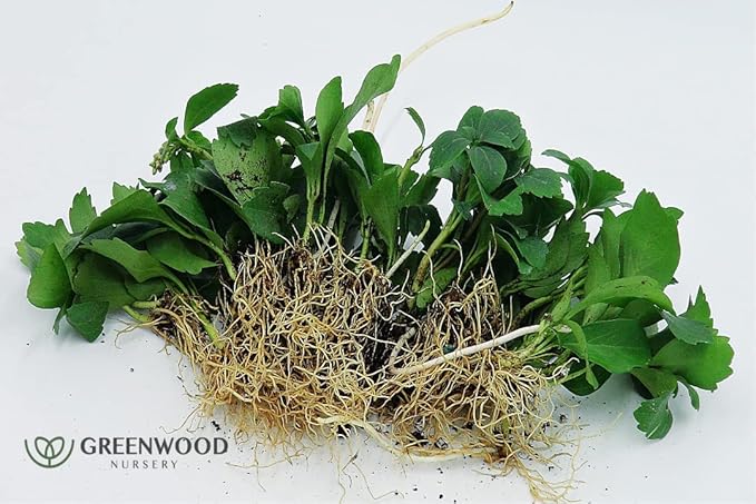 Greenwood Nursery: Live Ground-Cover Plants - Pachysandra Terminalis + Japanese Spurge - [Qty: 200 Bare Roots] - (Click for Other Available Plants/Quantities)