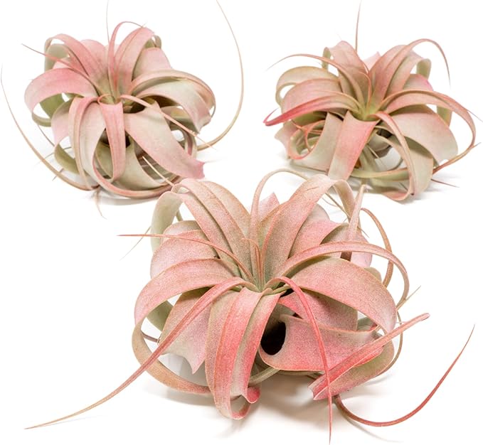 Red Colorful Tillandsia Air Plants - Long Lasting Color Enhanced Live Tillandsia Succulent House Plants - Home and Garden Decor - Easy Care Indoor/Outdoor Plants (Mini Xerographica, Single)
