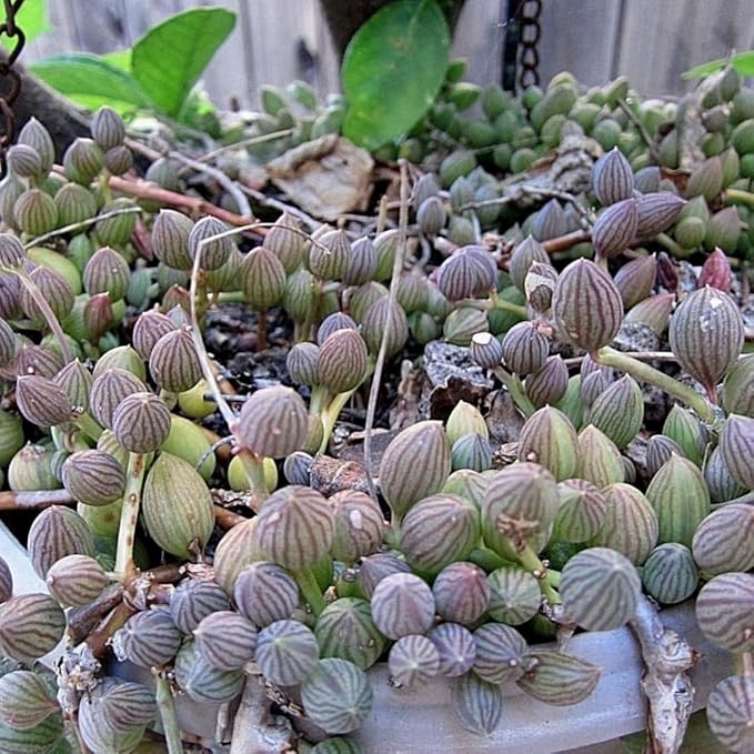 String of Watermelon Live Plants, Easy Indoor Trailing Succulent in 4" Pot, Hanging Succulent Houseplant Indoor Outdoor Planting
