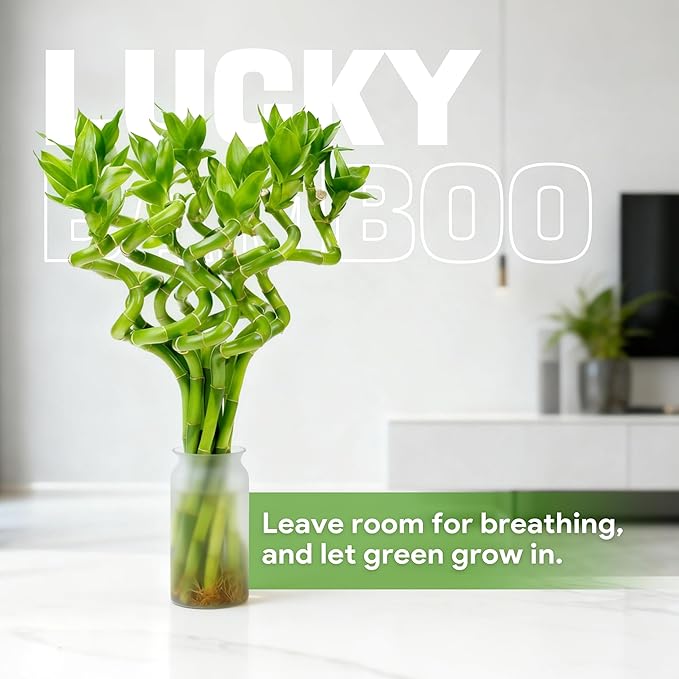 Fresh Lucky Bamboo 10 Stalks 8 Inch Spiral Style Live Plant - for Home Office Decor, Feng Shui & Good Fortune - Container Not Included